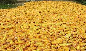 CORN (Maize)